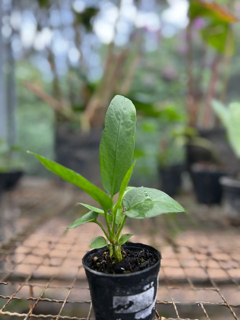 Anthurium vittarifolium