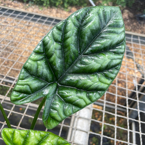 Alocasia Sinuata | Entre Raízes Botânica