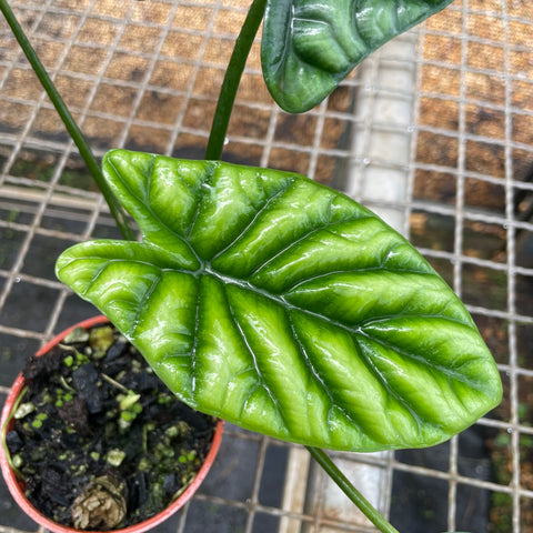 Alocasia Sinuata | Entre Raízes Botânica - Detalhe 2