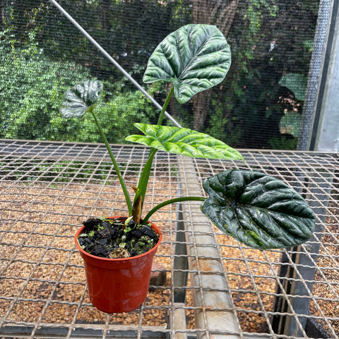 Alocasia Sinuata | Entre Raízes Botânica - Detalhe 3