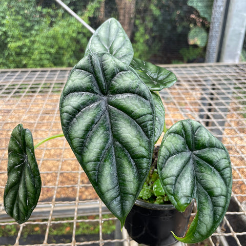 Alocasia baginda 'Dragon Scale' | Entre Raízes Botânica