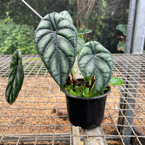 Alocasia baginda 'Dragon Scale' | Entre Raízes Botânica - Detalhe 2