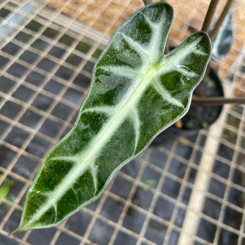 Plantas convencionais