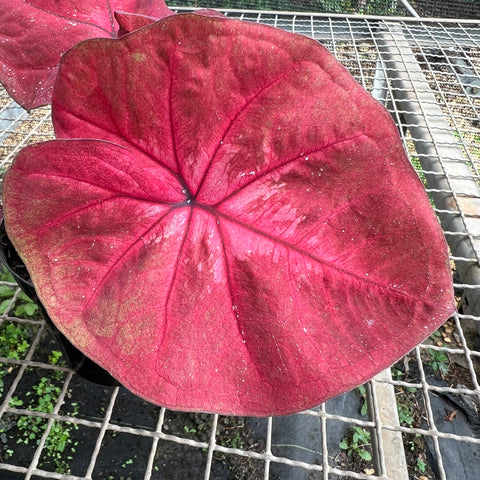 Caladium red pink