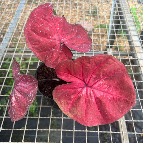 Caladium red pink