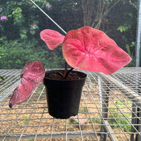 Caladium red pink