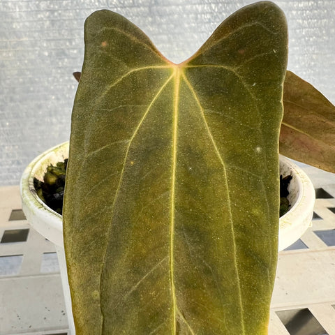 Anthurium Papillilaminum 'Dark'
