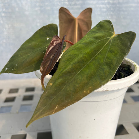 Anthurium Papillilaminum 'Dark'