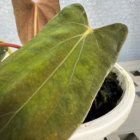 Anthurium Papillilaminum 'Dark'