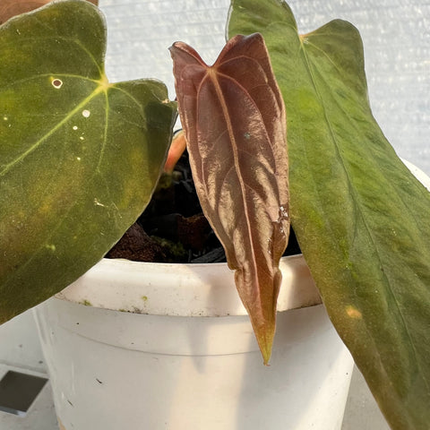 Anthurium Papillilaminum 'Dark'