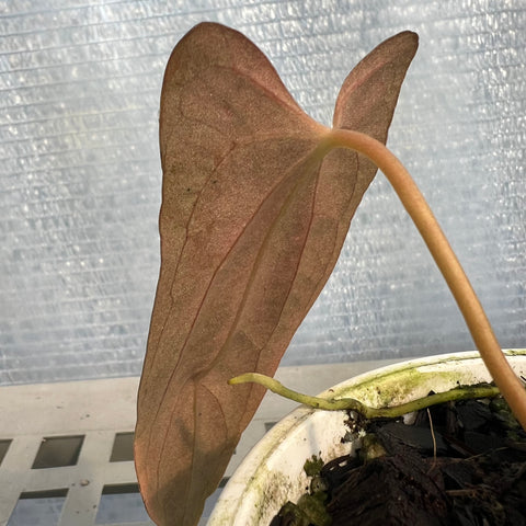 Anthurium Papillilaminum 'Dark'