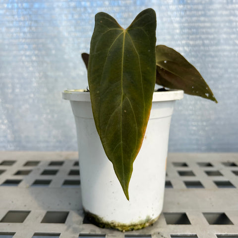 Anthurium Papillilaminum 'Dark'