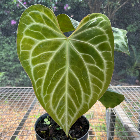 Anthurium Botanic - variação 06