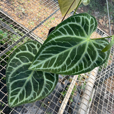 Anthurium Botanic - variação 06