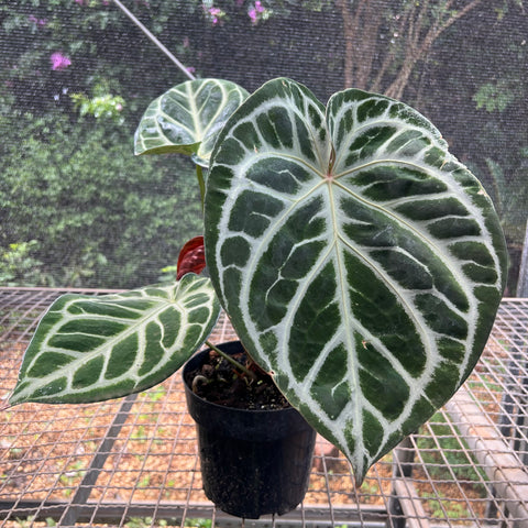 Anthurium Botanic - variação 05