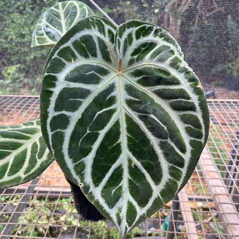 Anthurium Botanic - variação 05