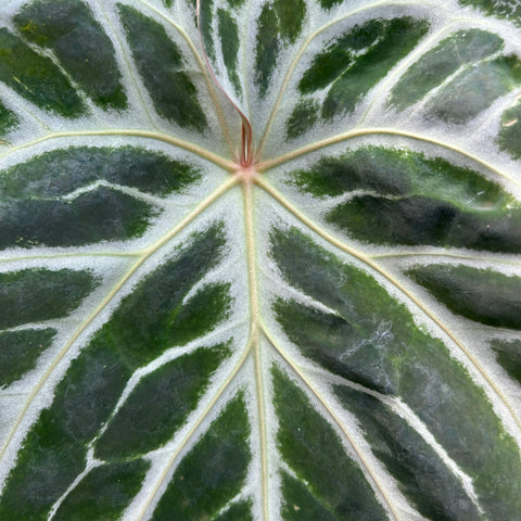 Anthurium Botanic - variação 05