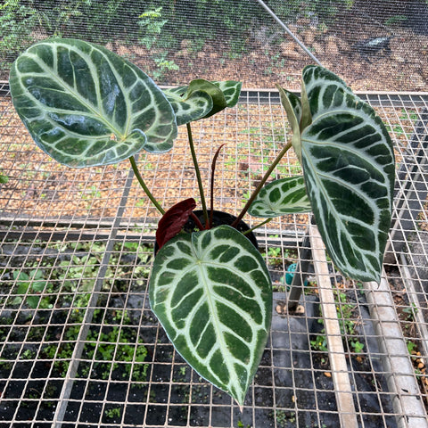 Anthurium Botanic - variação 05