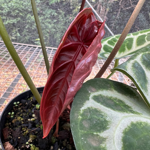 Anthurium Botanic - variação 05