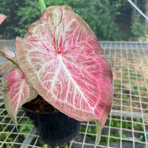 Caladium Especial 02