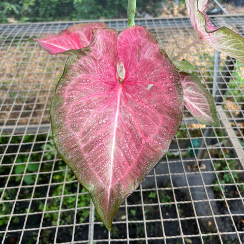 Caladium Especial 02