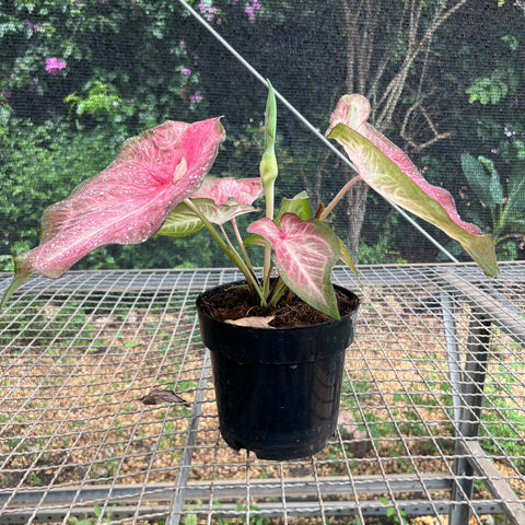 Caladium Especial 02