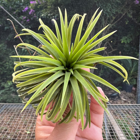 Tillandsia Ionantha 'Guatemala Select'