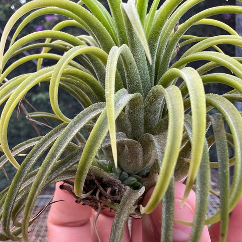 Tillandsia Ionantha 'Guatemala Select'