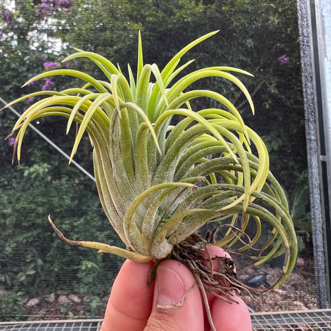 Tillandsia Ionantha 'Guatemala Select'
