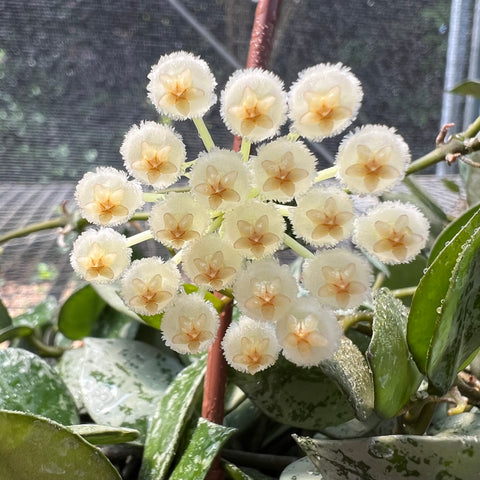 hoya krohniana 'eskimo'