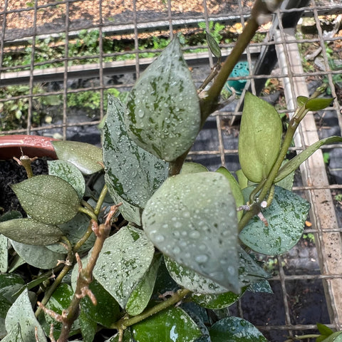 hoya krohniana 'eskimo'