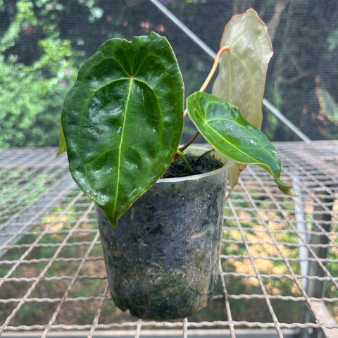 Anthurium Forguetii 'Dark Form'