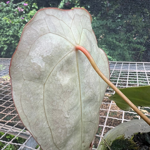 Anthurium Forguetii 'Dark Form'