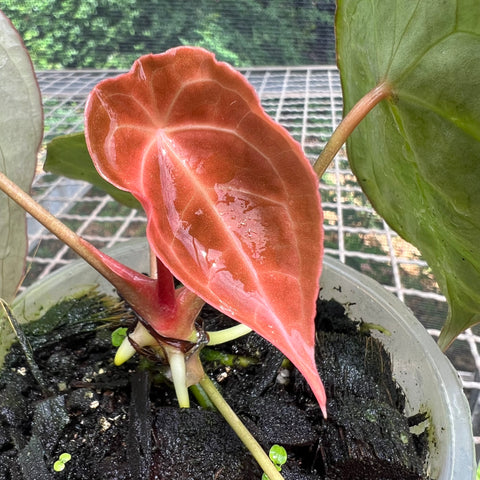 Anthurium Forguetii 'Dark Form'
