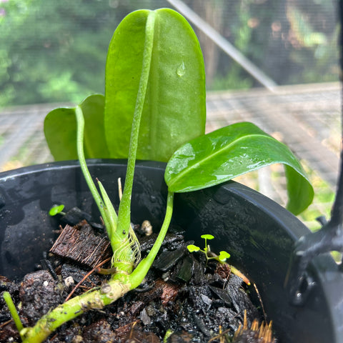 Anthurium pallidiflorum