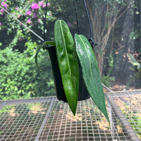 Anthurium pallidiflorum