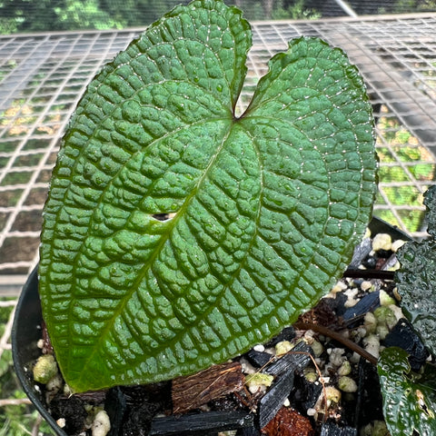 Anthurium clidemioides