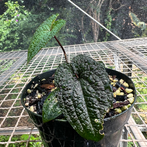 Anthurium clidemioides