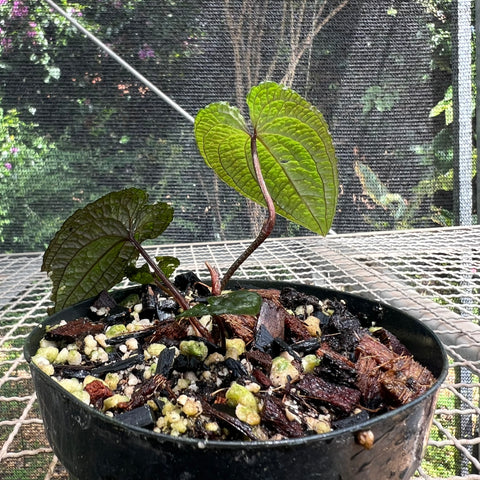 Anthurium clidemioides