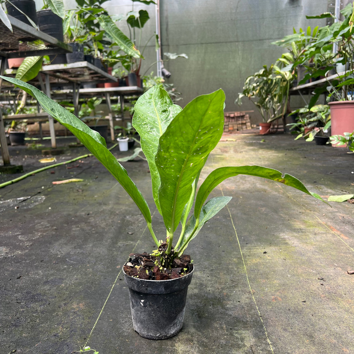 Anthurium salvinii – Entre Raízes Botânica