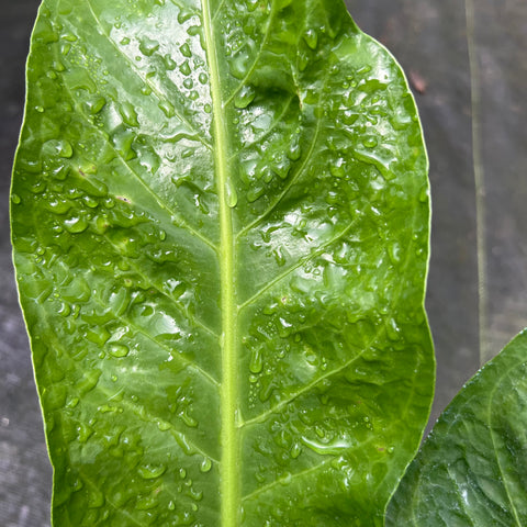 anthurium salvinii semillas Anthurium salvinii – Entre Raízes Botânica