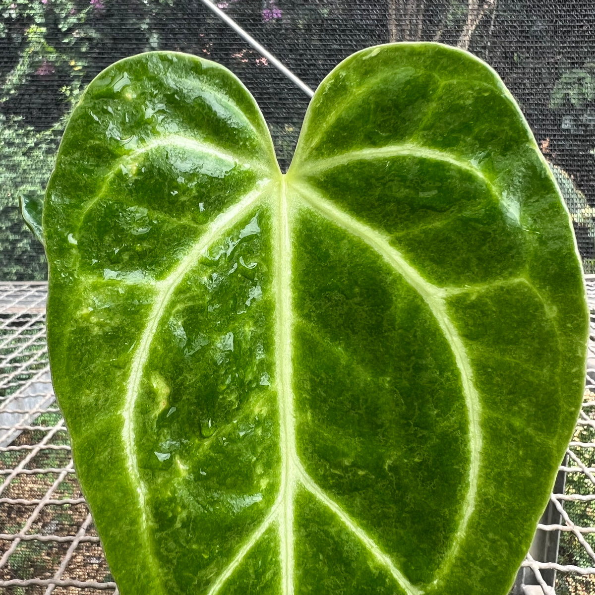 anthurium magnificum norte Anthurium magnificum 'norte' – Entre Raízes Botânica