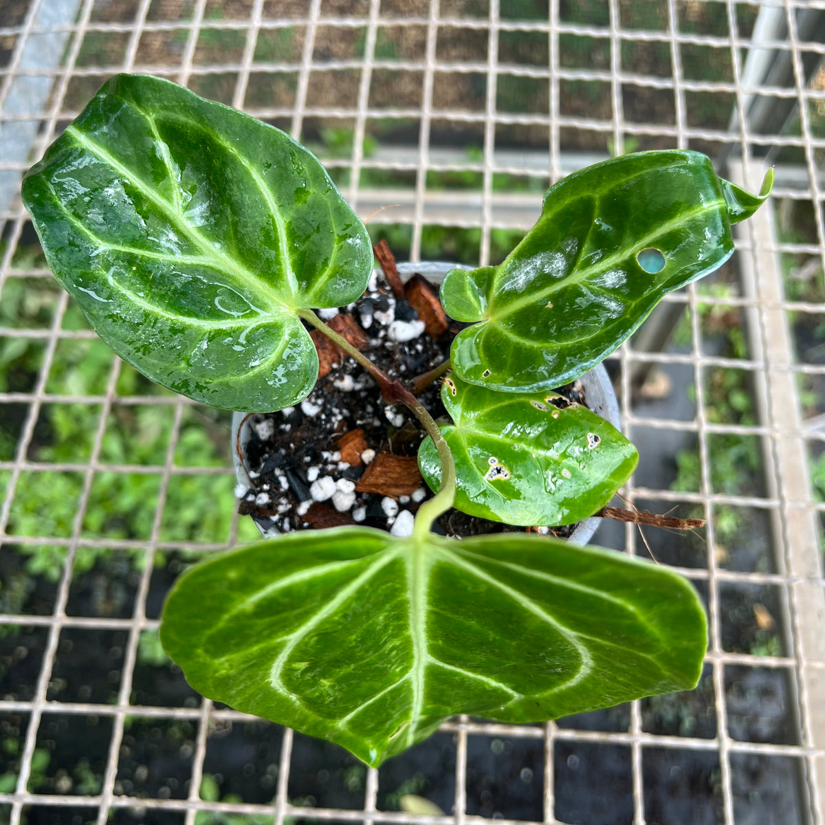 Anthurium magnificum 'norte'  Entre Razes Botnica