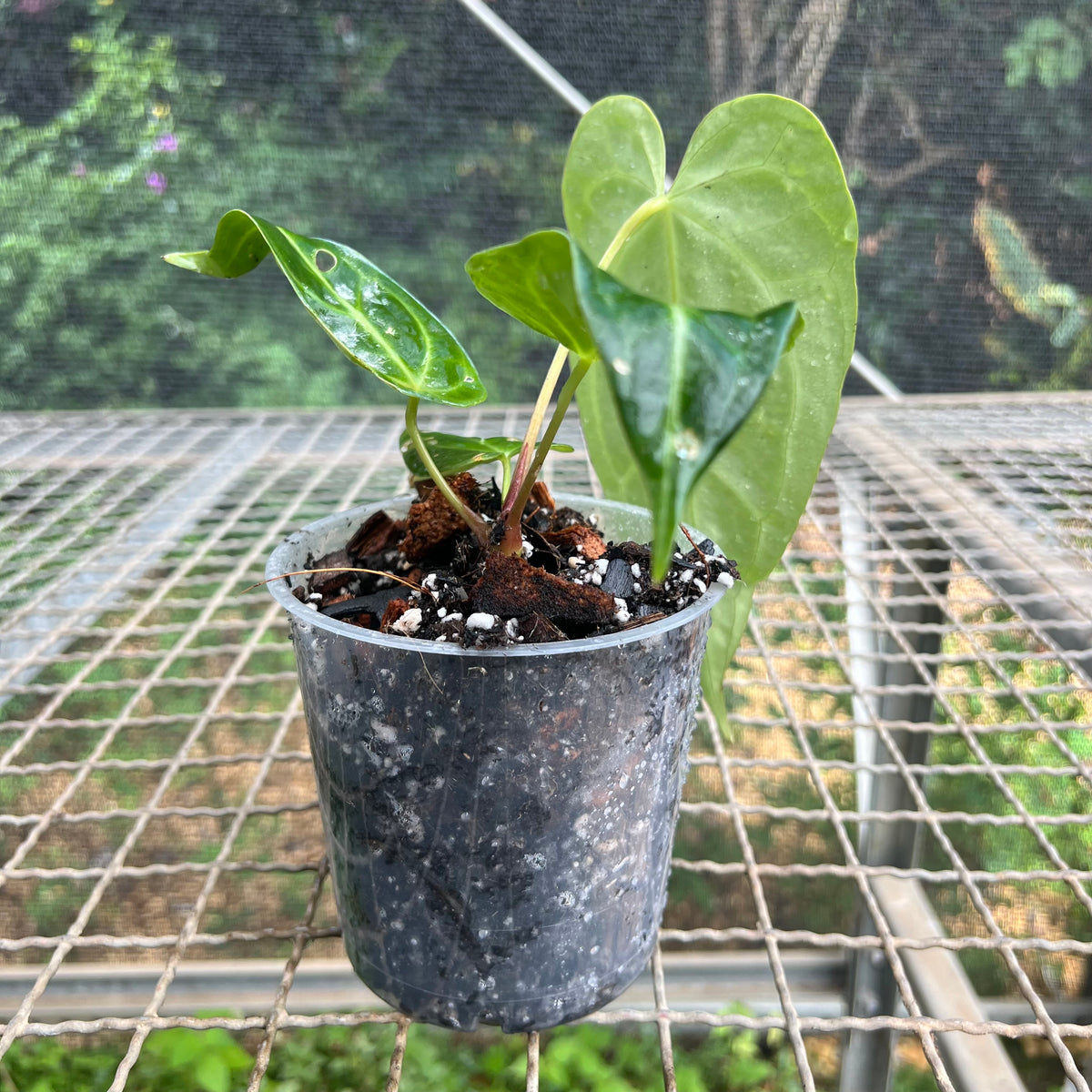 Anthurium magnificum 'norte' – Entre Raízes Botânica