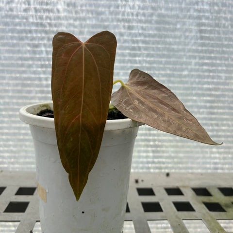 Anthurium papillilaminum