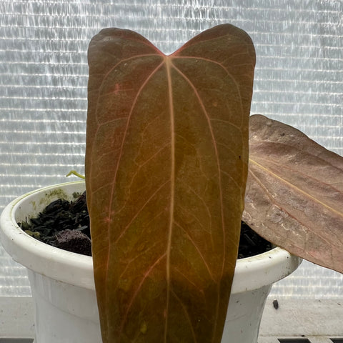 Anthurium Papillilaminum 'Dark'