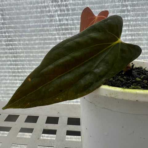 Anthurium Papillilaminum 'Dark'