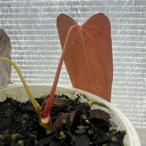 Anthurium Papillilaminum 'Dark'