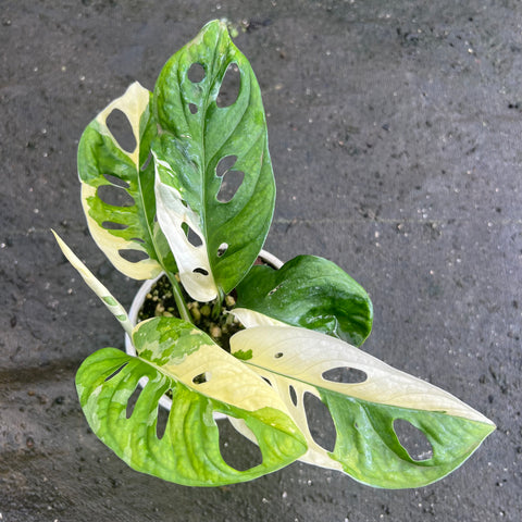 Monstera adansonii variegata