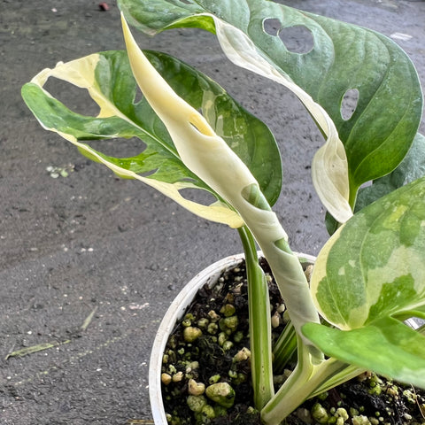 Monstera adansonii variegata